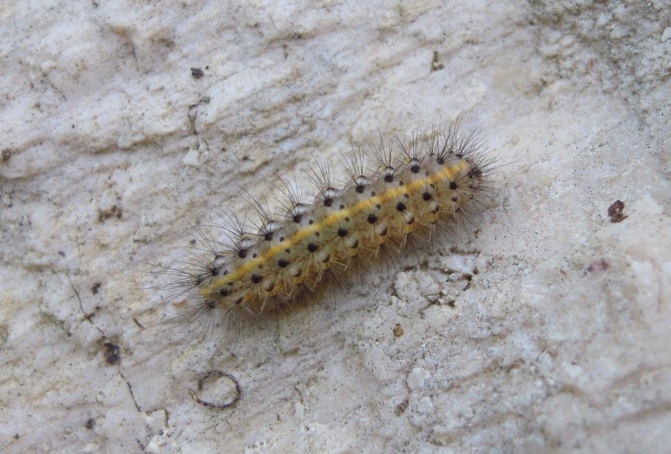 Bruco a me sconosciuto - Phragmatobia fuliginosa